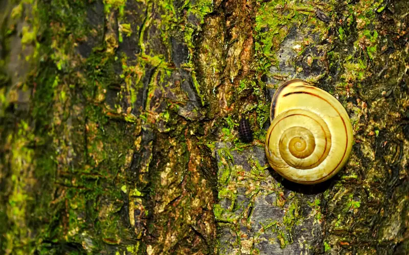 How to Tell If Mystery Snail Is Dead Or Sleeping (Proven)