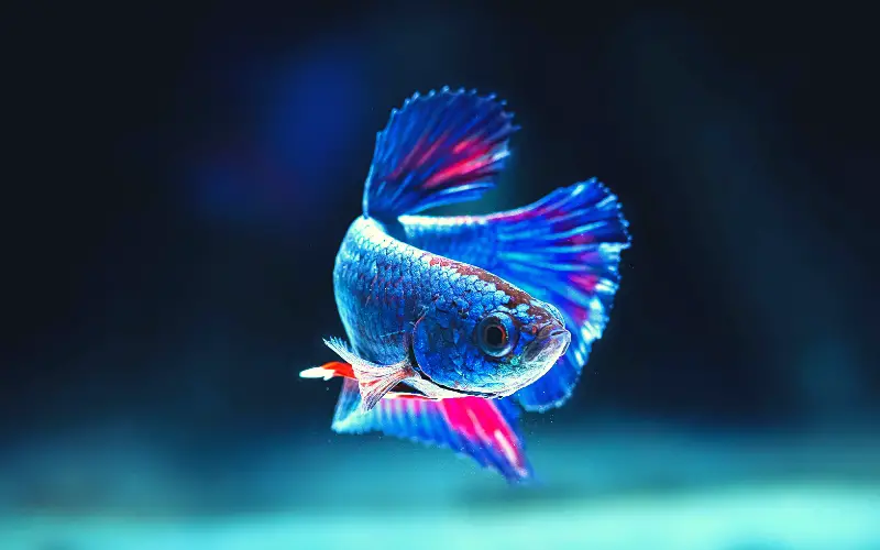 How to Tell If Your Betta Fish Is Happy