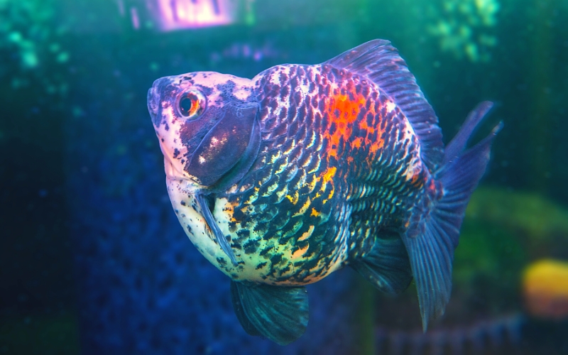 How to Tell If a Goldfish Is Pregnant