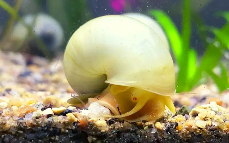 Ivory Mystery Snail 101: Diet, Care, Size, Lifespan & More!