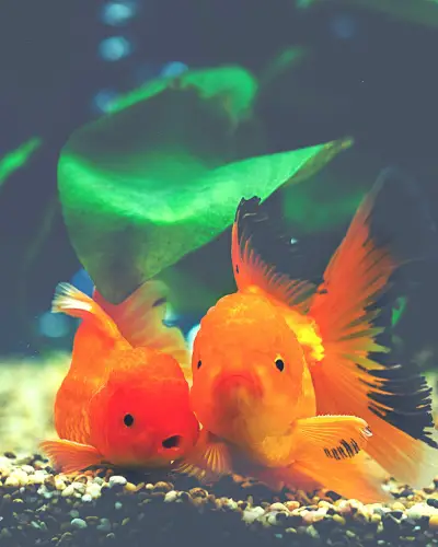 Lionhead Goldfish Breeding