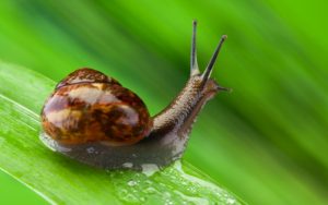 Mystery Snail Life Expectancy