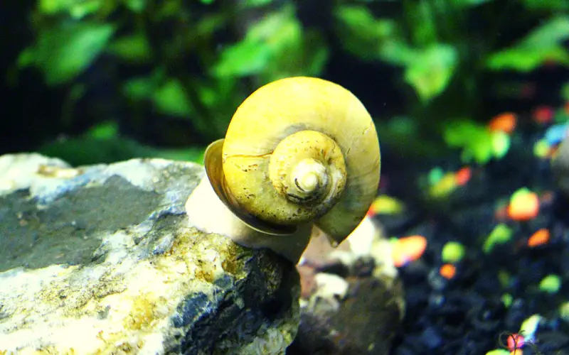 Mystery Snail