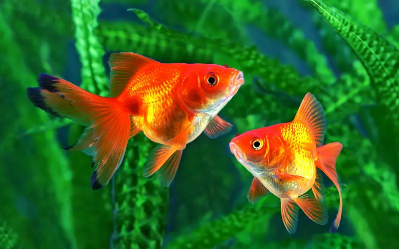 Plants and Goldfish