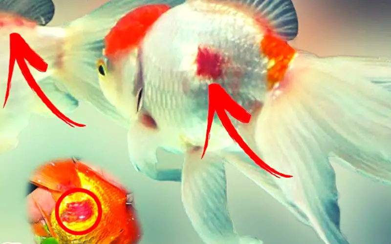 Red spots on goldfish