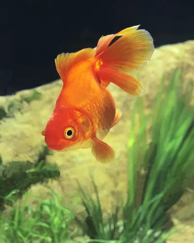 Ryukin goldfish