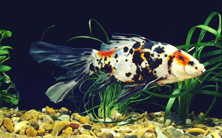 View of Image result for goldfish tank built into shelves