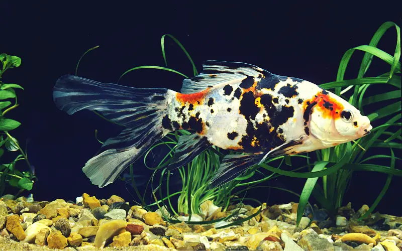 Shubunkin Goldfish Breeding