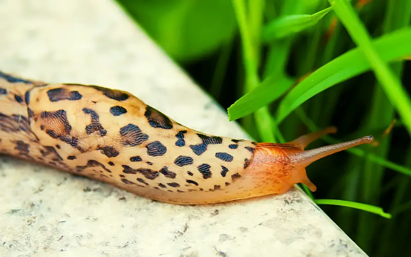 Is Snail Without Shell Just A Slug: (Uncovering the Truth)