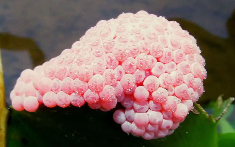 What Do Mystery Snail Eggs Look Like