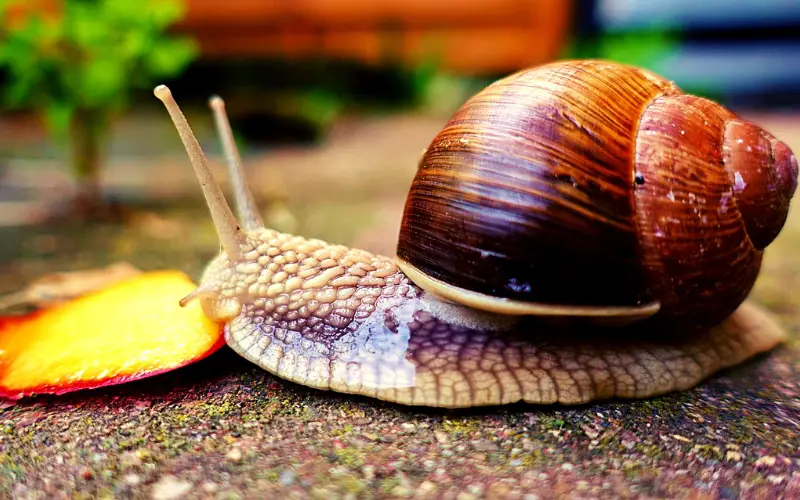 What Do Mystery Snails Eat Ultimate Feeding and Care Tips!