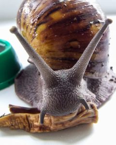 What Do Mystery Snails Eat in a Fish Tank: (Beginners Guide)