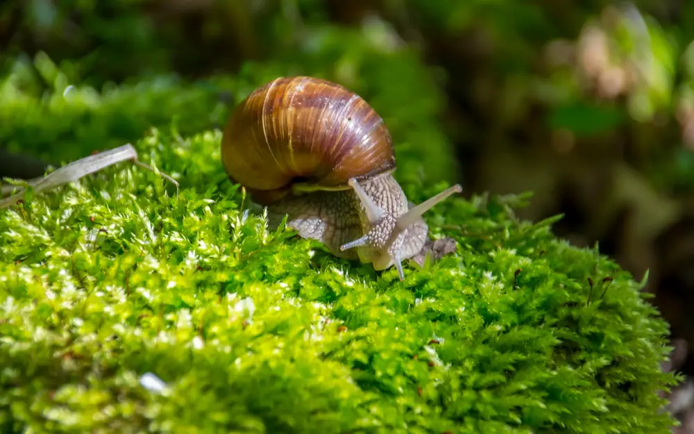 What to Feed Mystery Snails
