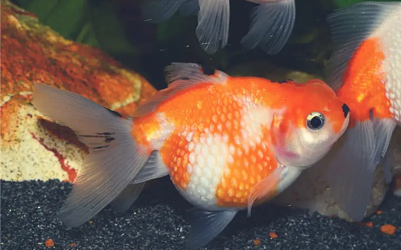 White Spots on Goldfish
