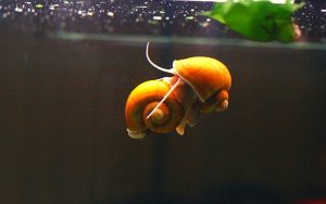 Why Is My Mystery Snail Floating