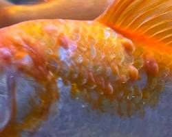 Goldfish with Red Spots