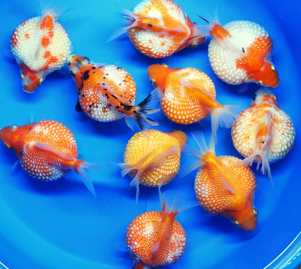 crown pearlscale goldfish