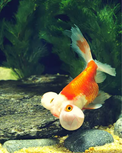 goldfish bubble eye