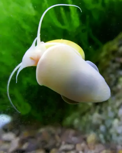 why is my mystery snail float