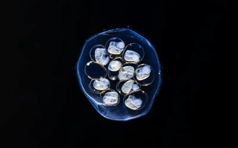 Freshwater Aquarium Snail Eggs on Glass (What to Do?)