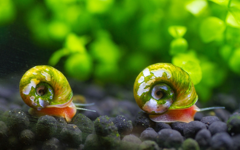 Are Ramshorn Snails Invasive