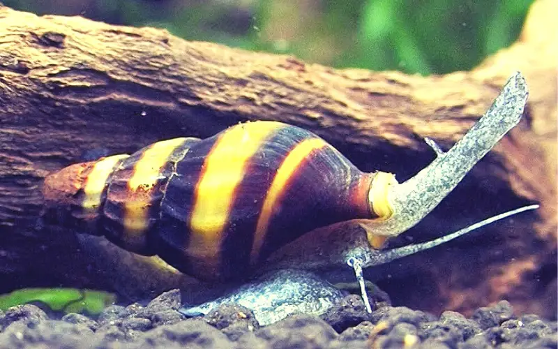 Assassin snail