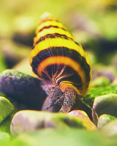 Assassin snails
