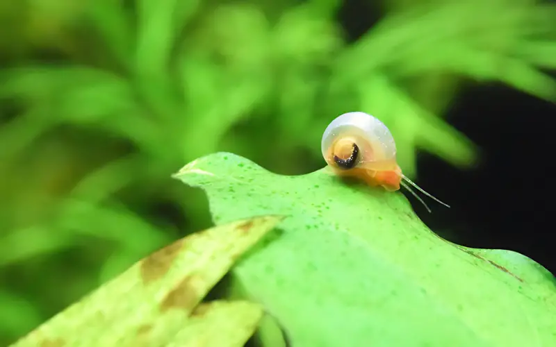 Baby Ramshorn Snail