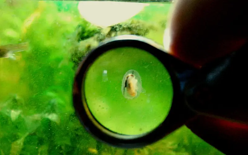 Baby Snails Appeared in My Fish Tank Good OR Bad! (Surprise)