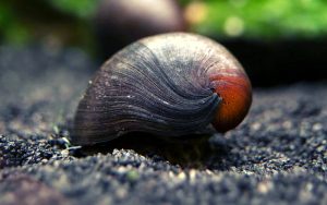 Black Racer Nerite Snail