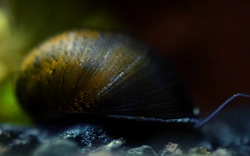 Black Racer Nerite Snails