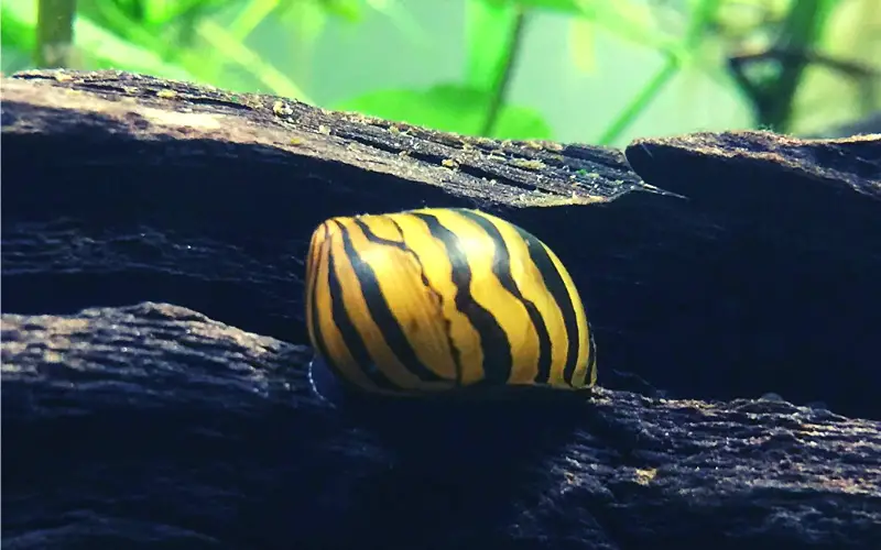 Can Nerite Snails Live Out of Water (Tank Owners' Advice)