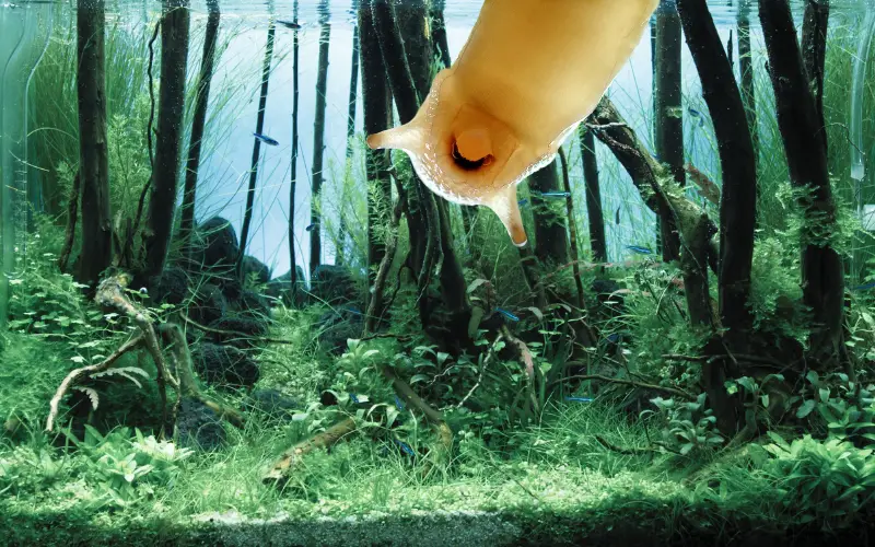 Do Mystery Snails Eat Algae