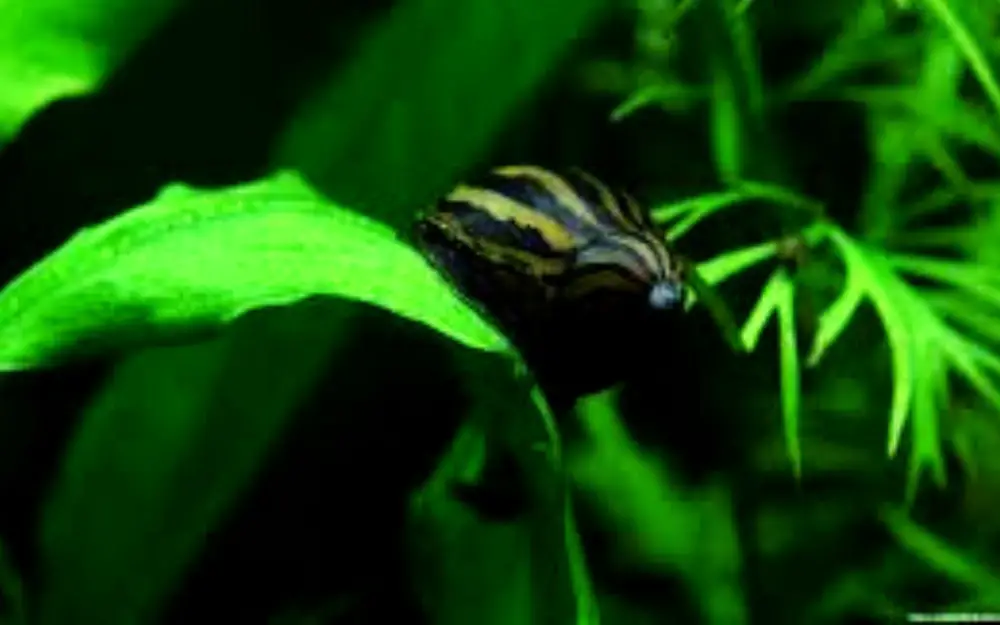 Do Nerite Snails Eat Plants in Aquarium? (The Shocking Fact)