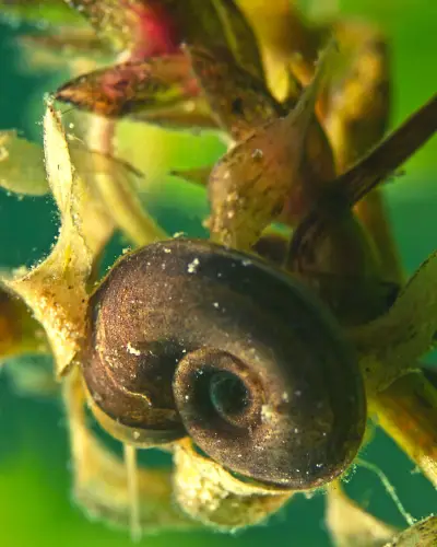 Do Ramshorn Snails Eat Algae in Tanks