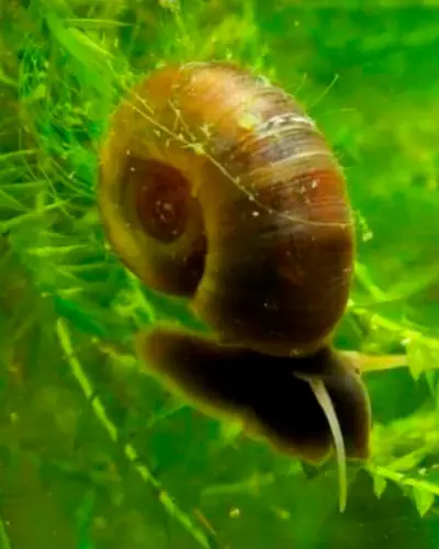 Do Ramshorn Snails Eat aquarium Plants