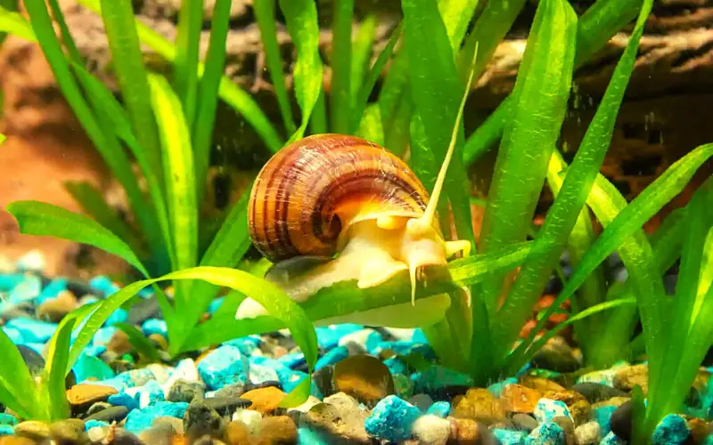 Do Snails Eat Fish Poop