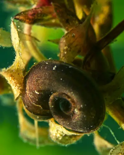 How Big Can Ramshorn Snails Get