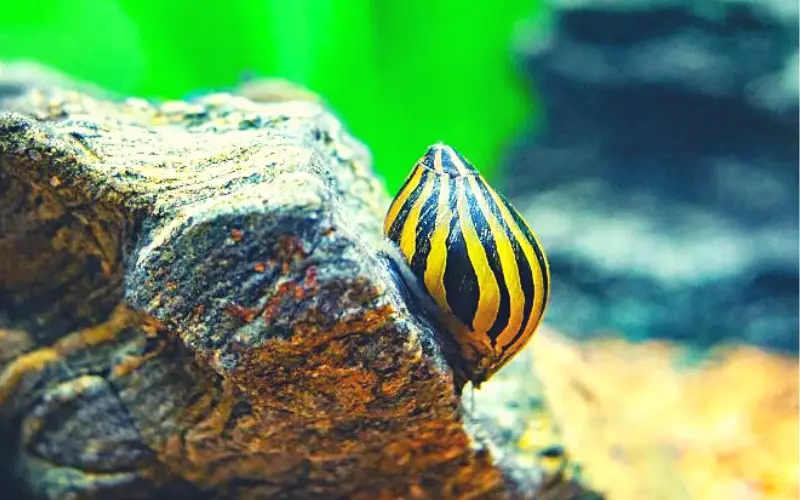 How Big Do Nerite Snails Get