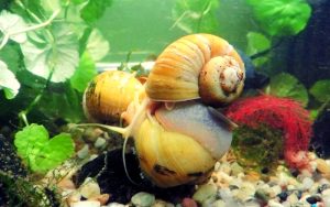 How Do Nerite Snails Reproduce