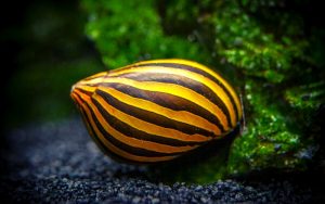 How Long Do Nerite Snails Live