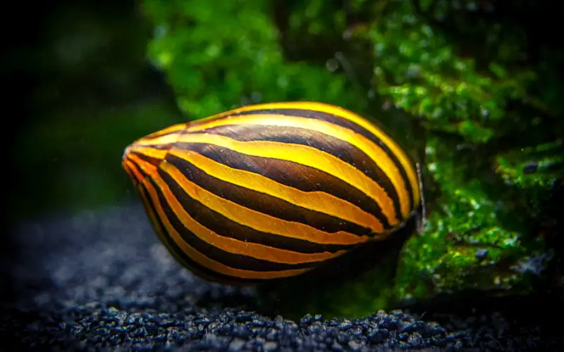How Long Do Nerite Snails Live A Comprehensive Care Guide