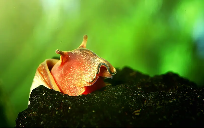 How Long Do Ramshorn Snails Live