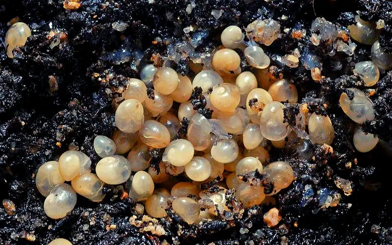 How Long Do Snail Eggs Take to Hatch