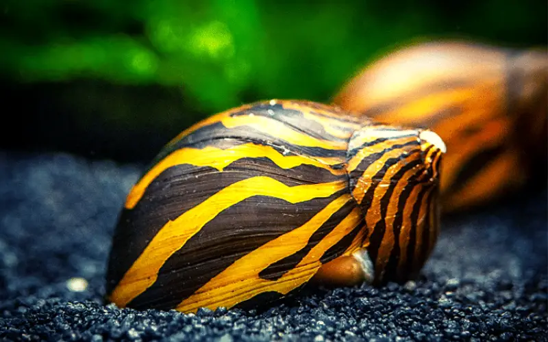 How Many Nerite Snails Per Gallon