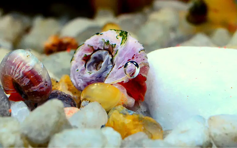 How Many Ramshorn Snails Per Gallon Tank (Aquarium Advice)