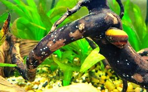 How Often Do Nerite Snails Lay Eggs