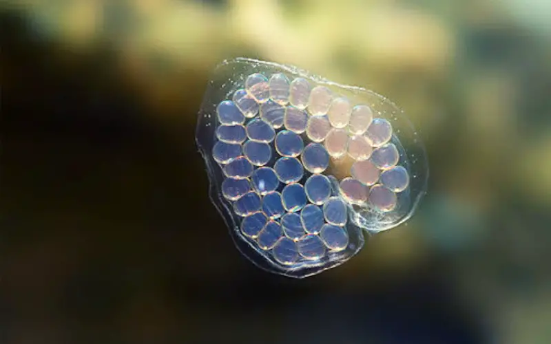 How Often Do Ramshorn Snails Lay Eggs