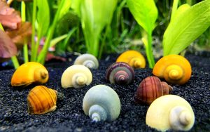Mystery Snail Colors