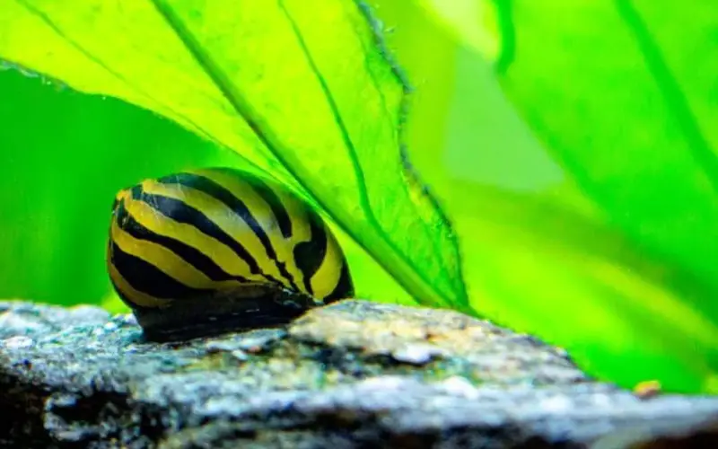 Nerite Snail Food 101 Care Guide for Healthy Aquarium Snail